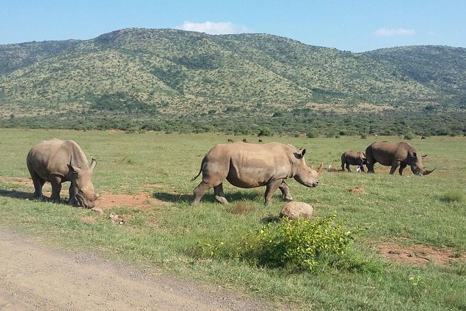 Half Day Safari From Johannesburg - Cancellation Policy