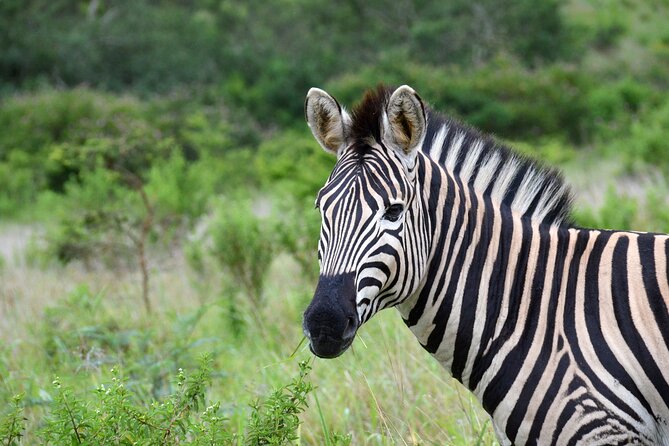 Half Day Safari Tour From Durban - Common Questions