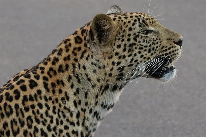 Half Day Safaris By Robbie Williams Safaris - Weather Conditions and Minimum Travelers