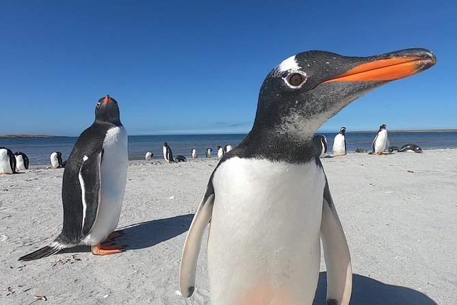 Half-Day Small-Group Penguin-Watching Tour, Falkland Islands - Logistics and Meeting Point