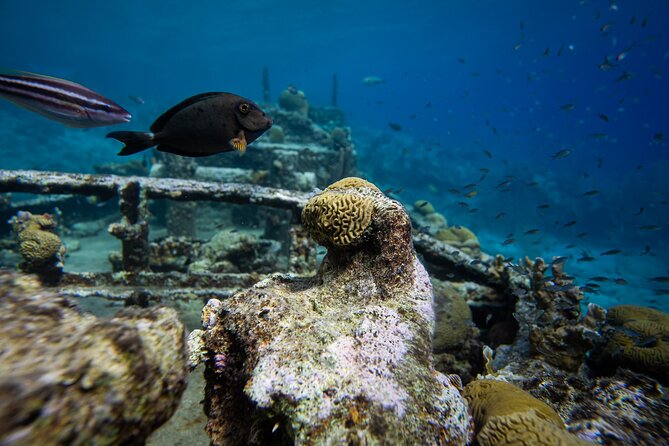 Half Day Snorkel Trip by Boat - Itinerary Highlights