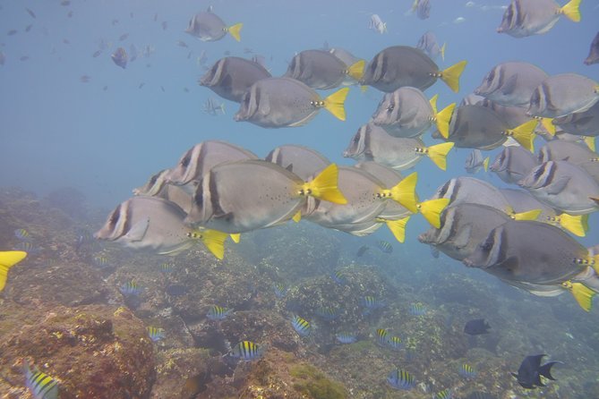 Half-Day Snorkeling Experience in Tamarindo - Safety Procedures and Marine Life