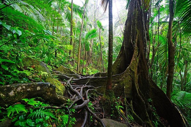 Half-Day St. Kitts Rainforest Hike - Meeting Point and Cancellation Policy