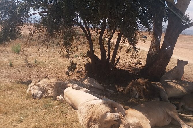 Half-Day Tour to Rhino And Lion Reserve in Krugersdorp - Reviews and Ratings of the Tour