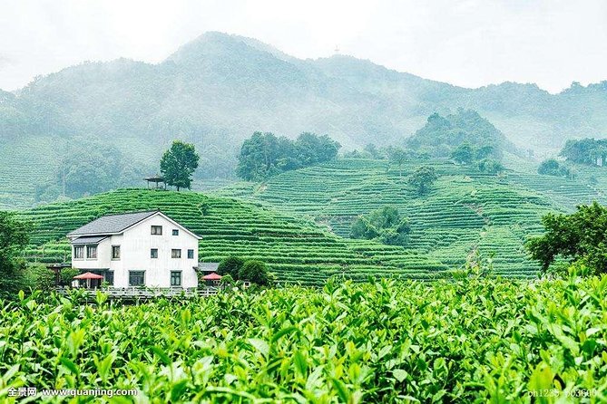 Hangzhou Tea Culture Experience Tour - Tea Plantations Visit