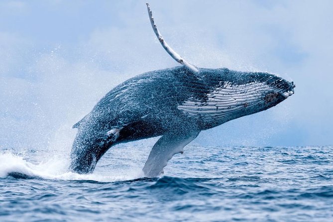 Hermanus Land Based Whale Watching and Wine Tasting Tour - Cancellation Policy and Refunds