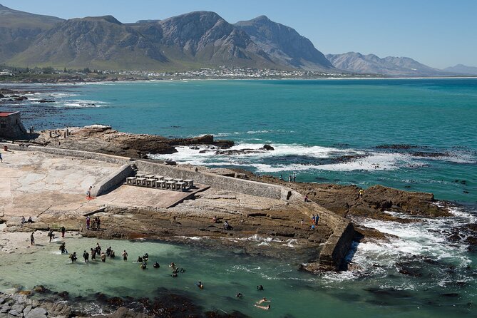 Hermanus Whale Watching and Stony Point Penguins Full Day Tour - What to Expect