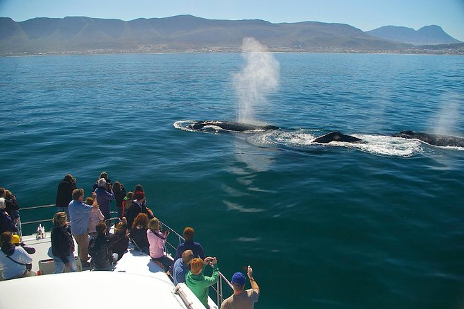 Hermanus Whale Watching Shared Boat Trip and Private Wine Tour From Cape Town - Tour Guide and Expertise