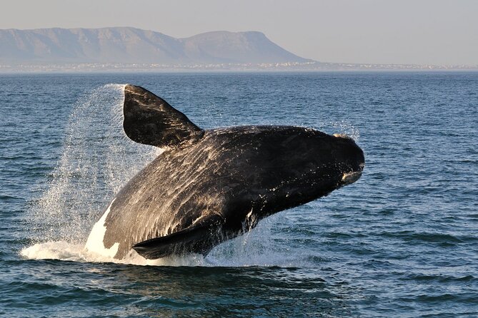 Hermanus Whales and Wine Full Day Private Tour - Tour Highlights
