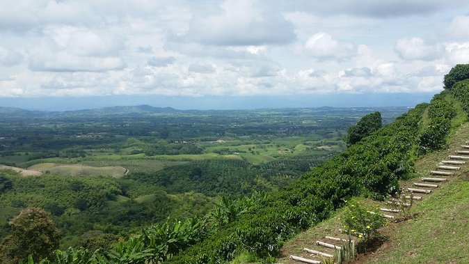 Hidden Gems Unveiled: Coffee Tour Adventure - Coffee Plantation Visit