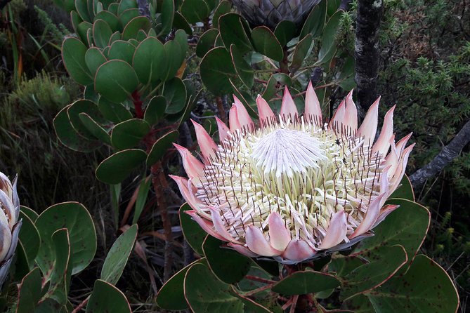 Hike Table Mountain via Kasteels Poort Morning Tour - Meeting and Pickup