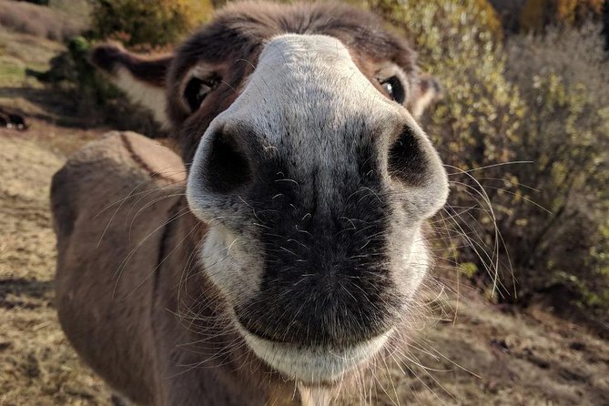 Hiking With Donkeys - Booking and Confirmation