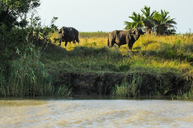 Hippo and Croc Boat Cruise in Saint Lucia With Pick-Up - Admire the Scenic Views