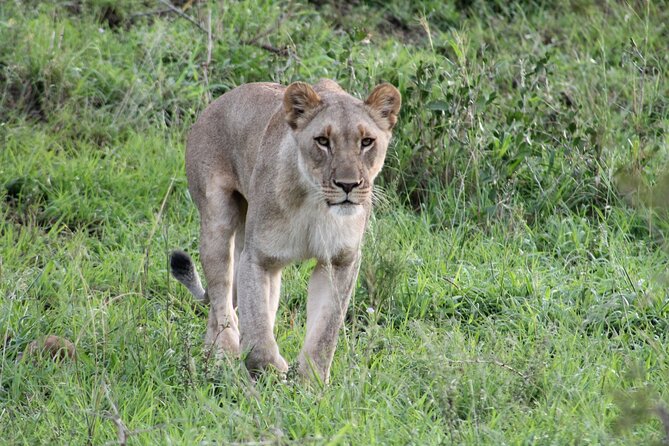 Hluhluwe Game Drive - Half Day - Tour Details