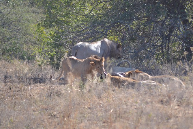 Hluhluwe Imfolozi Big 5 Safari Tour From Durban - Cancellation Policy