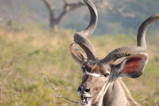 Hluhluwe/iMfolozi Game Reserve Full Day Game Drive - Traveler Photos and Reviews