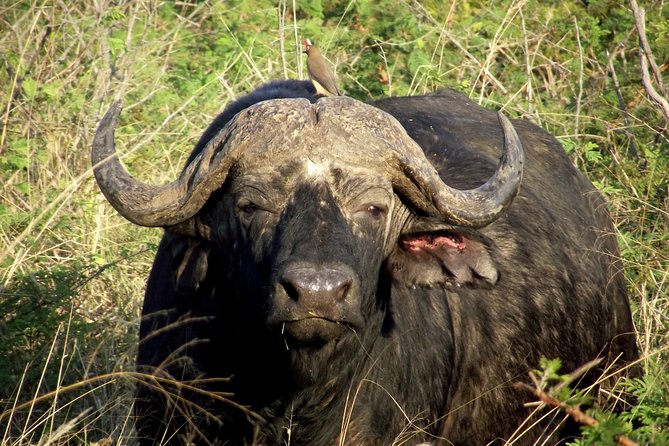 Hluhluwe–iMfolozi Park Wilderness Area Full-Day Private Safari  - Durban - Safari Inclusions and Pickup Details