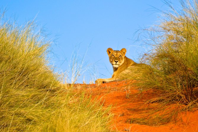 Hluhluwe Imfolozi Safari Day Tour From Durban - Optional Excursions