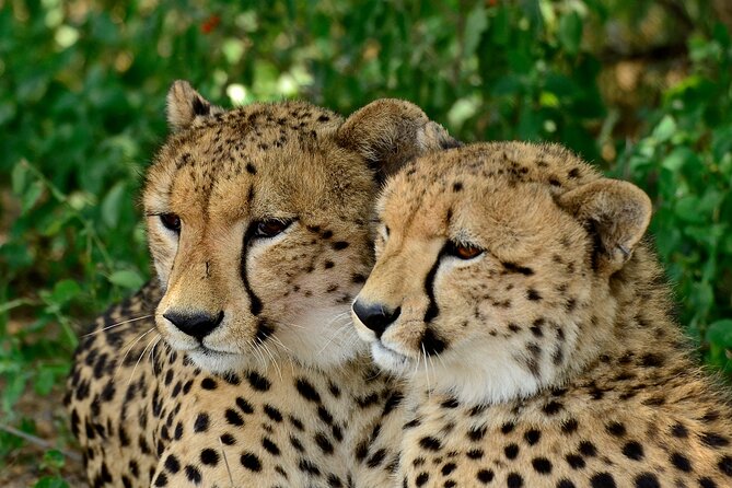 Hluhluwe Safari & Emdoneni Wild Cat Project Day Tour From Durban - Spotting the Big Five: Lion, Elephant, Leopard, Buffalo, and Rhinoceros