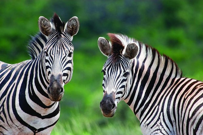 Hluhluwe Umfolozi Park Day Trip From Durban - Wildlife Encounters