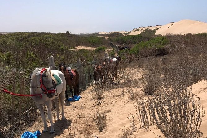 Horse Riding in Agadir National Park - Start Time and Cancellation Policy