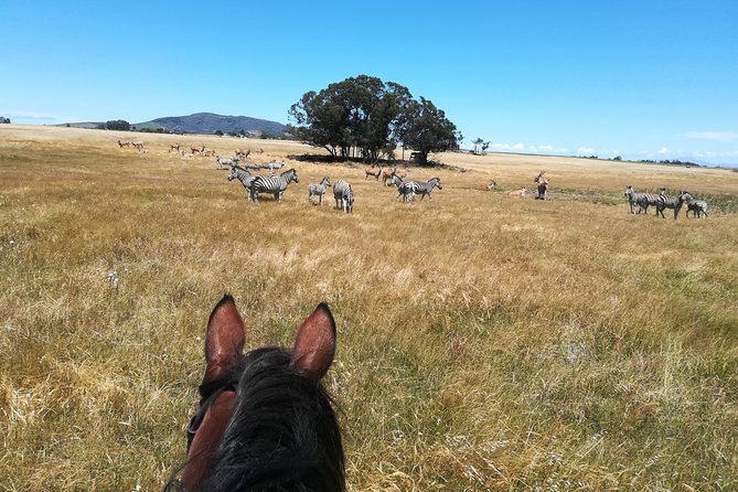 Horse Riding Wildlife Safari - Selecting Date and Travelers