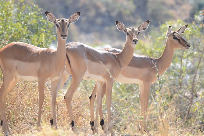Horseback Safari - Wildlife Sightings and Guided Exploration