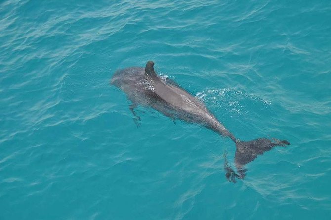 Hurghada Boat Trip to See Dolphins With Snorkeling and Lunch - Inclusions