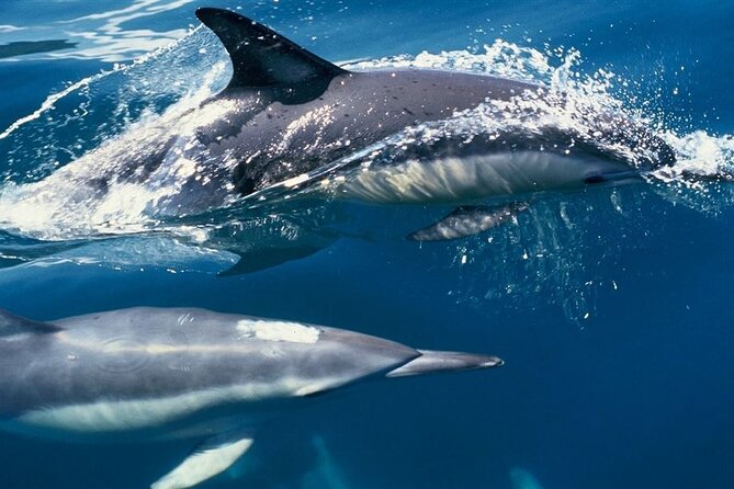Hurghada Full-Day Boat Trip to Dolphin House With Lunch - Inclusions