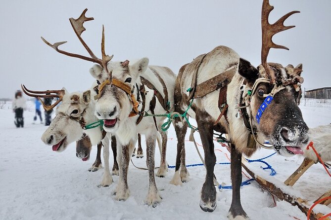 Husky and Reindeer Sledding Ride in Levi - Husky Sledding Experience