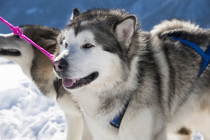 Husky Sledding Ride in Levi - Why Choose Levi for Husky Sledding?