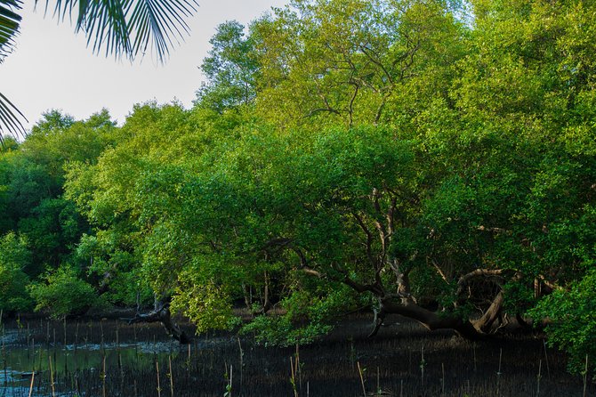 Into the Mangroves: Calicut Mangrove Trail by Tyndis - Trail Itinerary