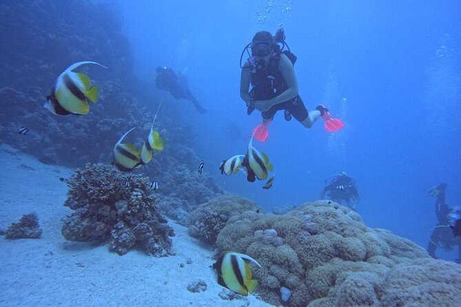 Intro Diving Beginner and Discover Red Sea Underwater - Beginners Guide to Red Sea Diving