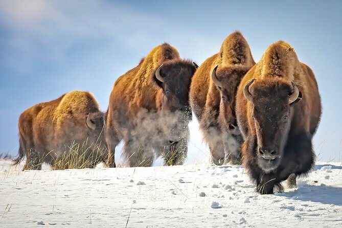 Jackson 4-Day and 3-Night Grand Teton and Yellowstone Winter Tour - Winter Activities