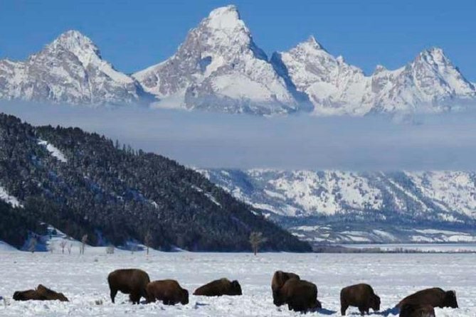 Jackson Hole & Grand Teton Park - Half-Day Wildlife Tour - Afternoon - Review Insights and Ratings