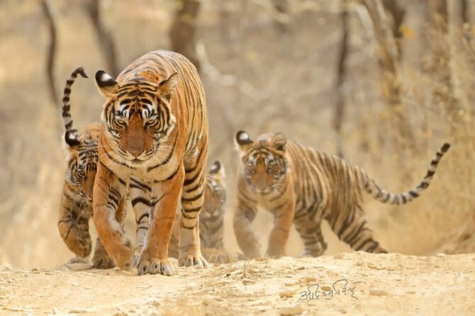 Jaipur 3-Day Private Tour From Delhi With Heritage Home Stay (Feb ) - Pricing and Booking Details