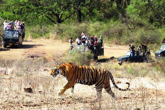 Jaipur Ranthambore Same Day Tour (Ask Us on Email Before Booking) - Good To Know