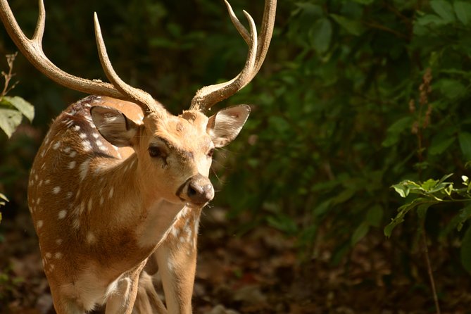 Jim Corbett National Park Overnight Safari (Feb ) - Ecosystem Exploration and Tiger Tracking
