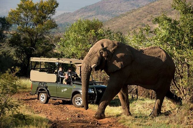 Johannesburg Small-Group Pilanesberg NP Safari  - Pretoria - Half-Day Excursion With Morning Game Drive