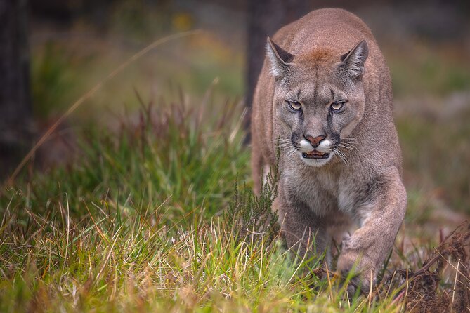 Jukani Wildlife Sanctuary Admission With Guided Tour - Meeting and Pickup Information