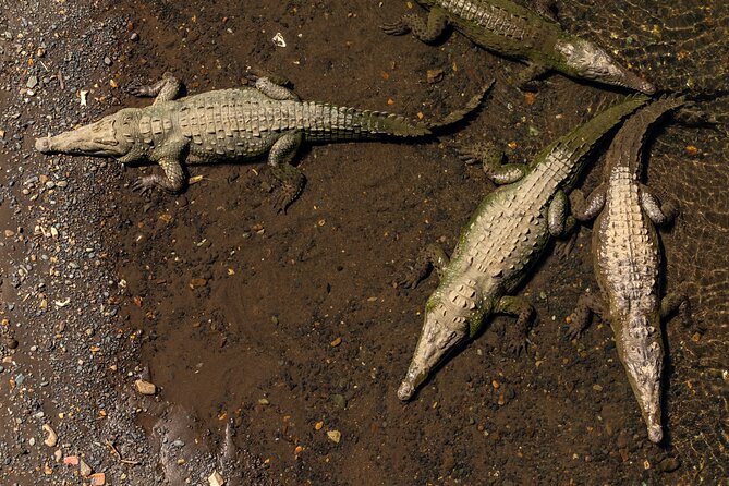 Jungle Crocodile Safari Half Day Punta Arenas Highlights Private - Wildlife Encounters