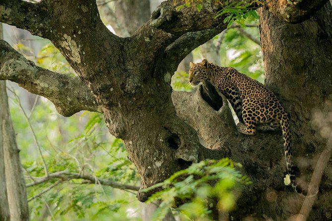 Kabini Nagarhole National Park From Bangalore - Best Time to Visit Nagarhole Kabini