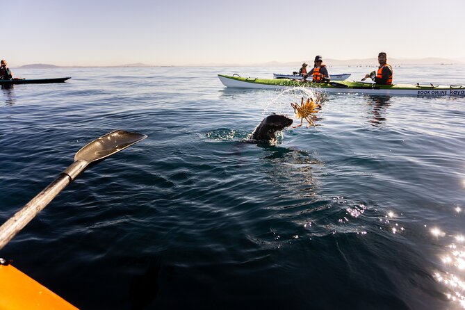 Kayak Adventure in Cape Town, Table Mountain National Reserve - Common Questions