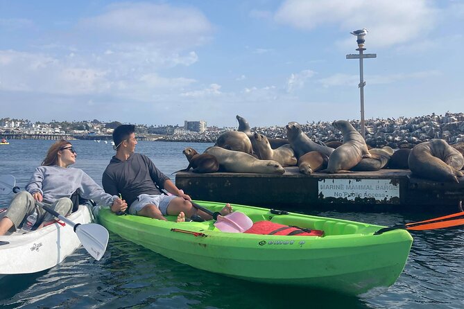 Kayaking With Sea Lions in a Calm Beautiful Harbor - Timing and Logistics