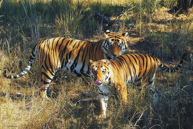 Kaziranga Indian Big Five Wildlife Tour - Wildlife Spotting Opportunities