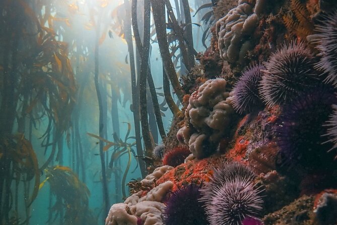 Kelp Forest Snorkeling in Cape Town - Inclusions and Amenities