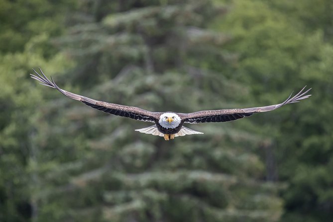 Ketchikan Whale Watching and Nature Tour - Overview of the Tour