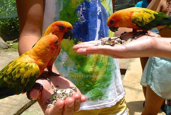 Konoko Falls, Fern Gully, and Shopping Small-Group Tour  - Ocho Rios - Traveler Reviews