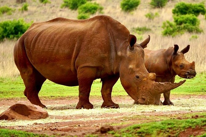 Kruger National Game Park Three Day PRIVATE Tour - Reviews and Ratings