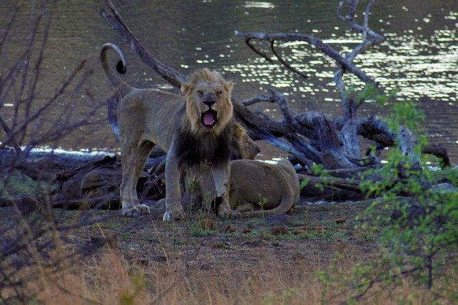 Kruger National Park Big Cat Photography Tour - Cancellation Policy